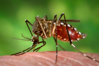 Illustration for article titled It's Time to Declare War on Mosquitoes